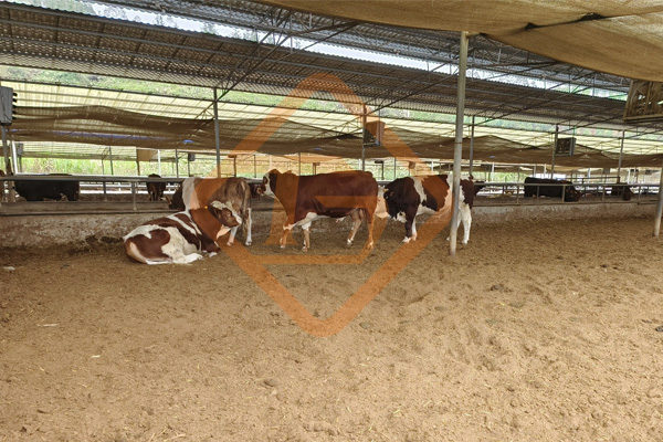 怎樣用牛糞做有機肥?牛糞有機肥肥料生產(chǎn)設備有哪些?