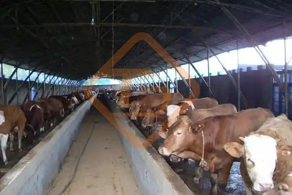 養(yǎng)牛場牛糞如何處理?牛糞這樣處理，環(huán)保部門也鼓勵你養(yǎng)牛